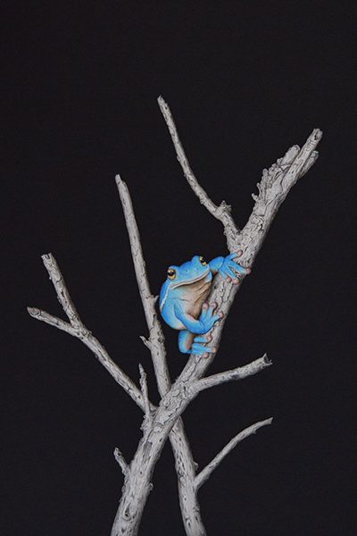 Blue_Frog_in_Branch